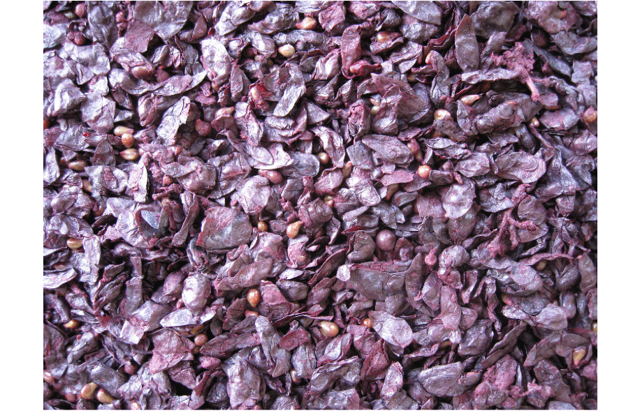 cantina silbernagl vinaccia